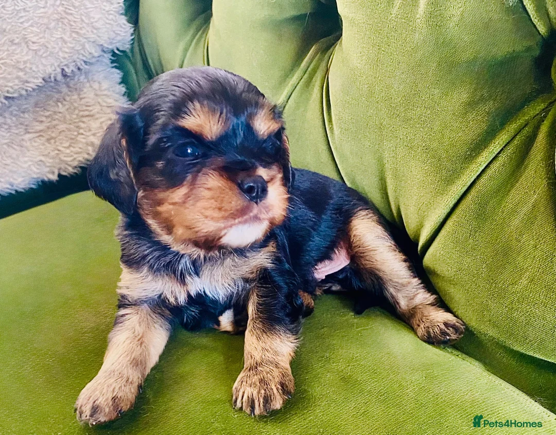 Cavalier King Charles Spaniel dogs for sale: KC Cavalier King Charles Puppies, All 4 Colours. - Advert 1