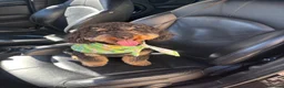 Cockapoo dogs for sale: 2 year old cockapoo in Manchester - Advert 3
