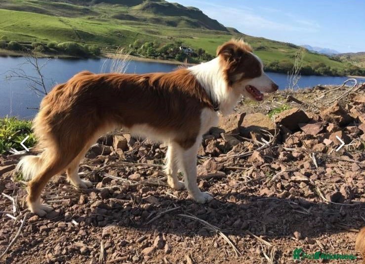 Border Collie dogs READY NOW Red, White & Gold Border Collie Pups - Advert 3