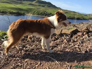 Border Collie dogs READY NOW Red, White & Gold Border Collie Pups - Advert 3