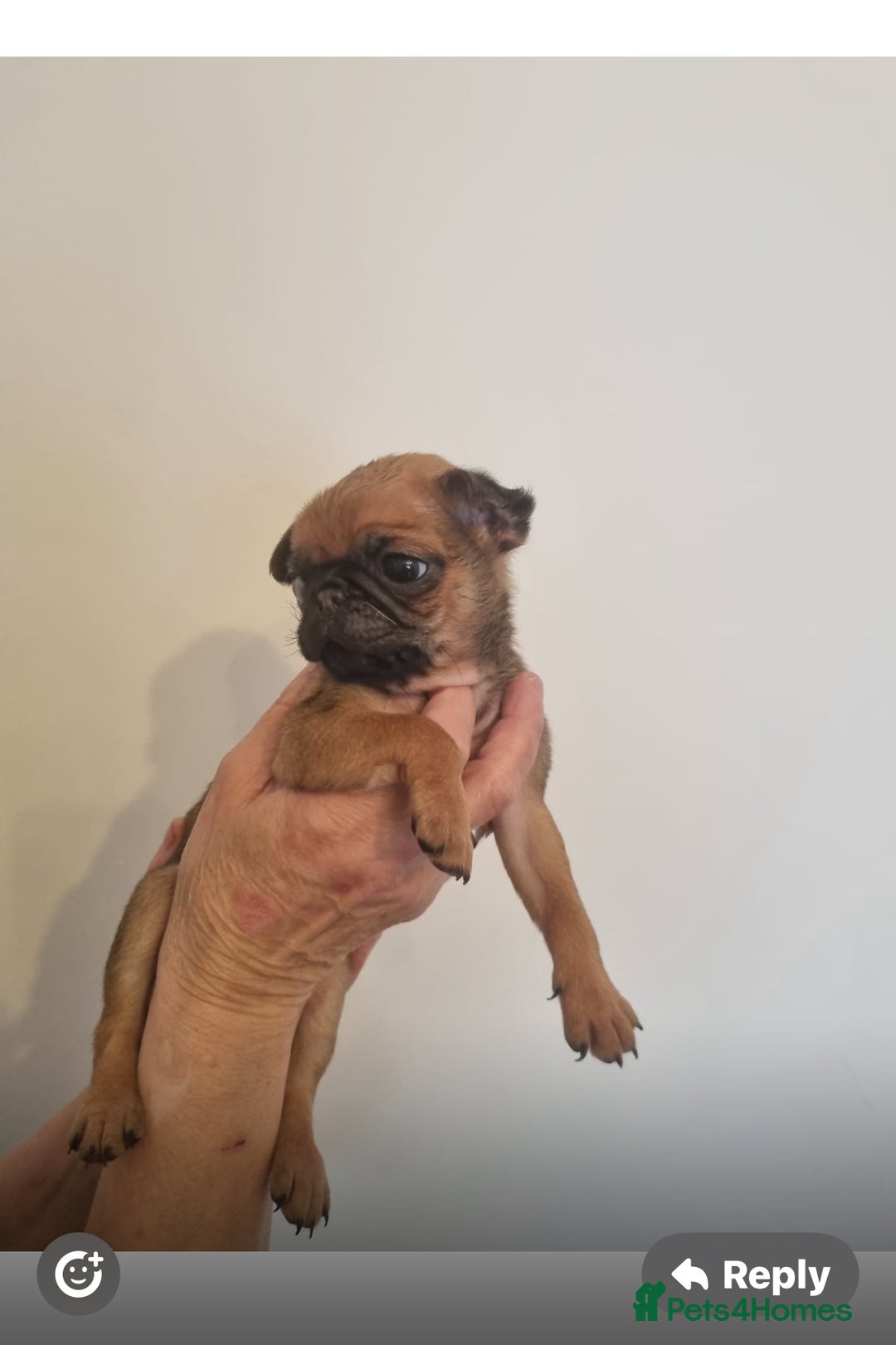 Pug dogs for sale: Merle pug puppies all carry the  Fluffy gene 💙🤍 - Image 4