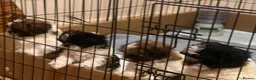 Shorkie dogs for sale: Shorkie - Advert 11