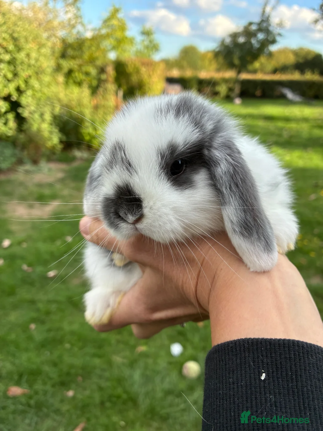 Mini Lop rabbits for sale: Beautiful pure breed mini lops - Advert 2