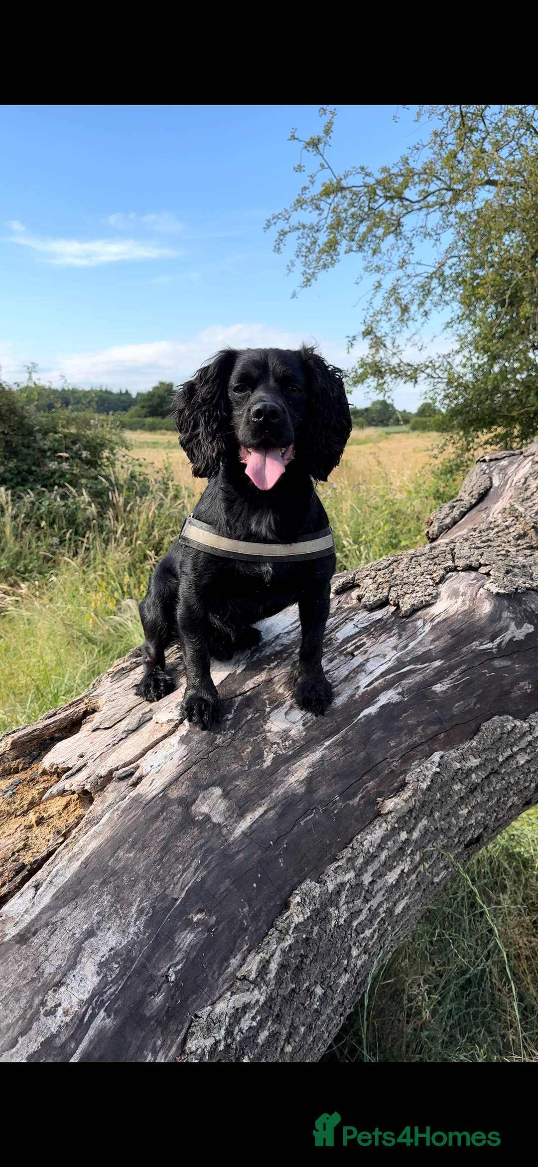 Cocker Spaniel dogs for stud: Cocker spaniel stud for breeding  - Advert 2