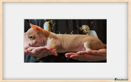 Chihuahua dogs for sale: Apple head chihuahua - Image 2