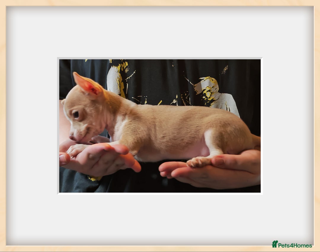 Chihuahua dogs for sale: Apple head chihuahua - Image 2