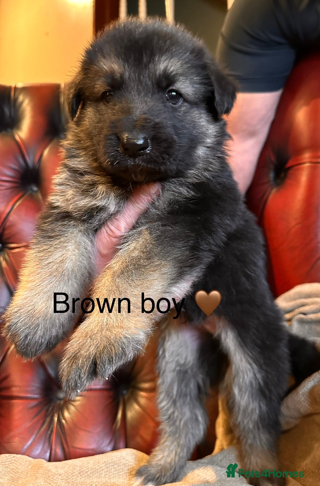 German Shepherd dogs for sale: Long-Haired Straight Back German Shepherd Puppies - Image 21