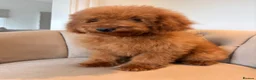Cockapoo dogs for sale: LICENSED BREEDER QUALITY HEALTH TESTED COCKAPOOS - Advert 11