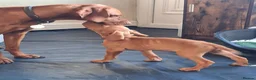 Hungarian Vizsla dogs for sale: Hungarian Vizsla puppies 1 girl and 1 boy - Advert 8