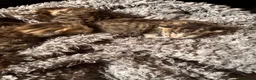 Mixed Breed cats for sale: 3 male tabby kittens in Saint Helens - Advert 7