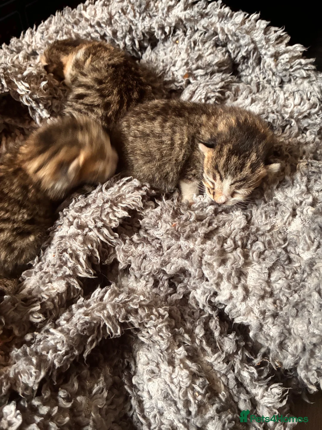 Mixed Breed cats for sale: 3 male tabby kittens in Saint Helens - Advert 7