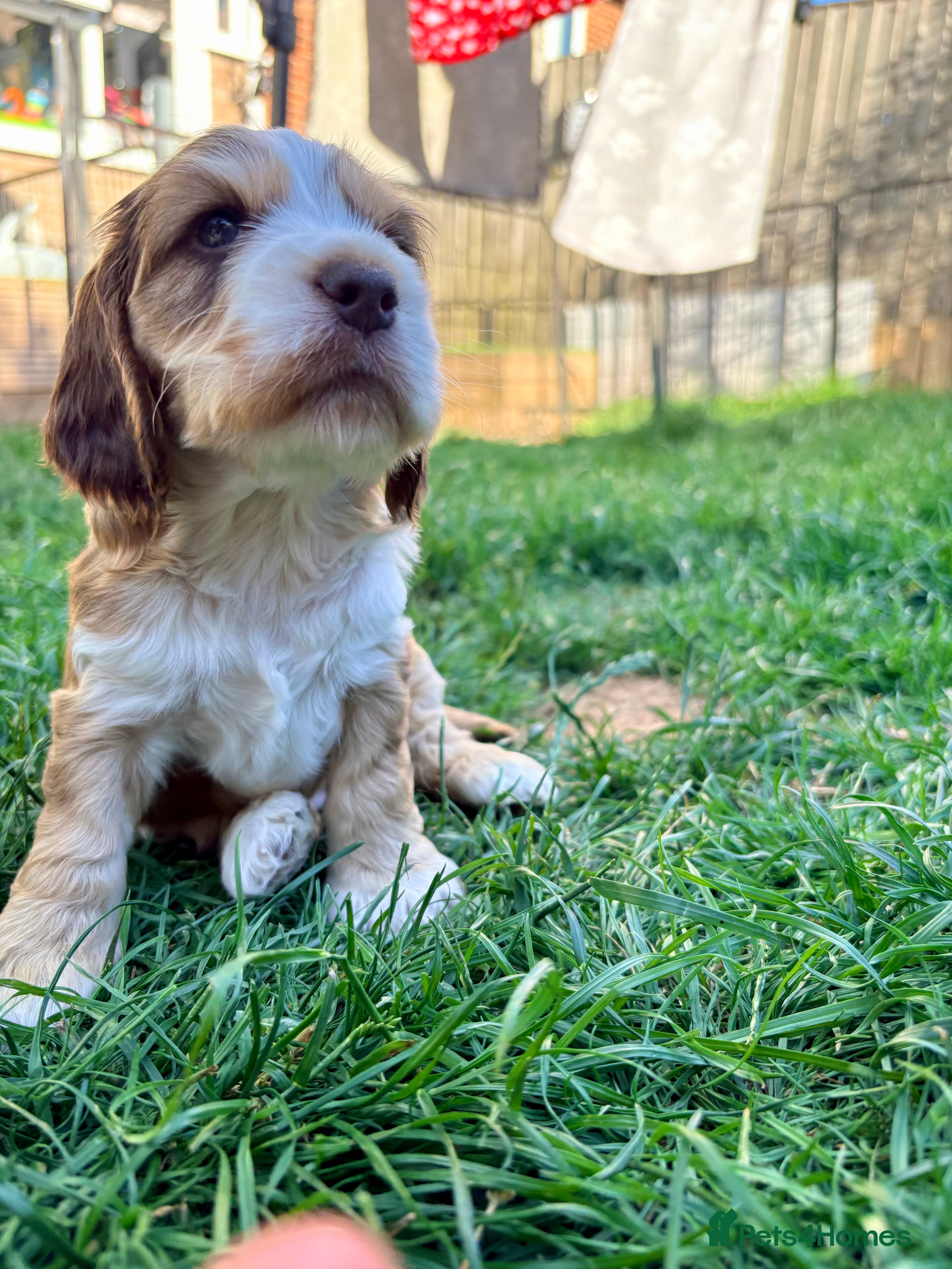 Cocker Spaniel dogs KC Reg; DNA Tested; 1.5% COI; Home-Reared Spaniels - Advert 2