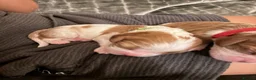 Cavalier King Charles Spaniel dogs for sale: King Charles Cavalier Puppies -  - Advert 7