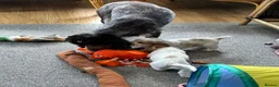 Cocker Spaniel dogs for sale: Stunning Orange roan boys - Advert 27