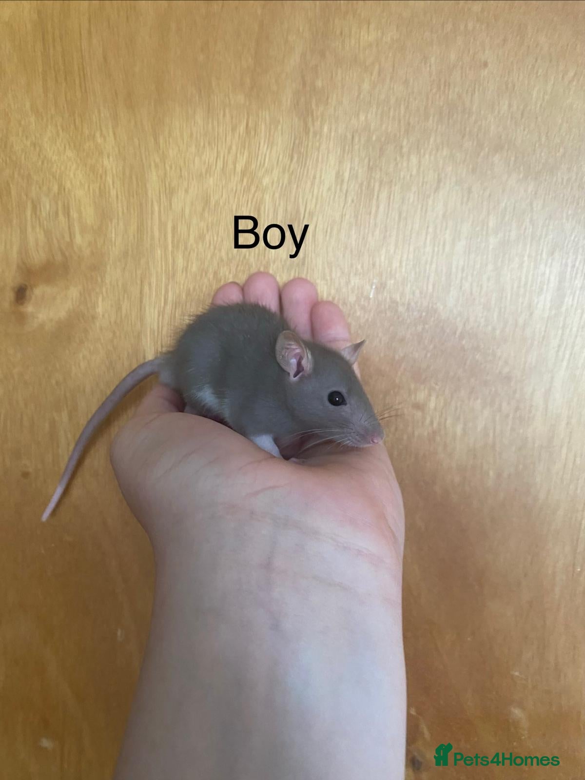 Rat rodents for sale: Mixed sexed baby rats in Chelmsford - Advert 24