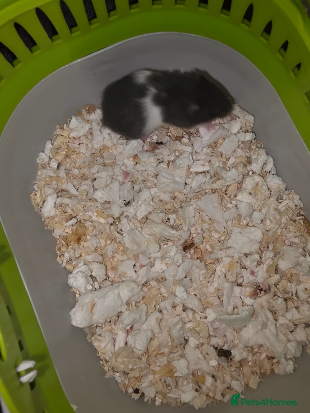Hamster rodents for sale: Mixed Hamster Syrian - Advert 9