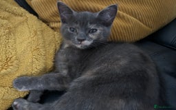 Domestic Shorthair cats for sale: 4 beautiful domestic shorthair kittens  - Image 19