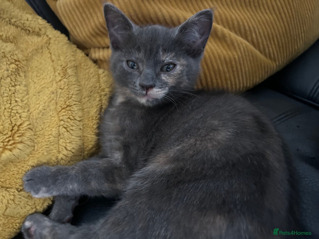 Domestic Shorthair cats for sale: 4 beautiful domestic shorthair kittens  - Image 19