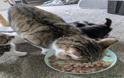 Mixed Breed cats for sale: 6 Adorable Kittens, Great Present! - Advert 2