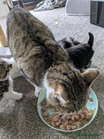 Mixed Breed cats 6 Adorable Kittens, Great Present! - Advert 3