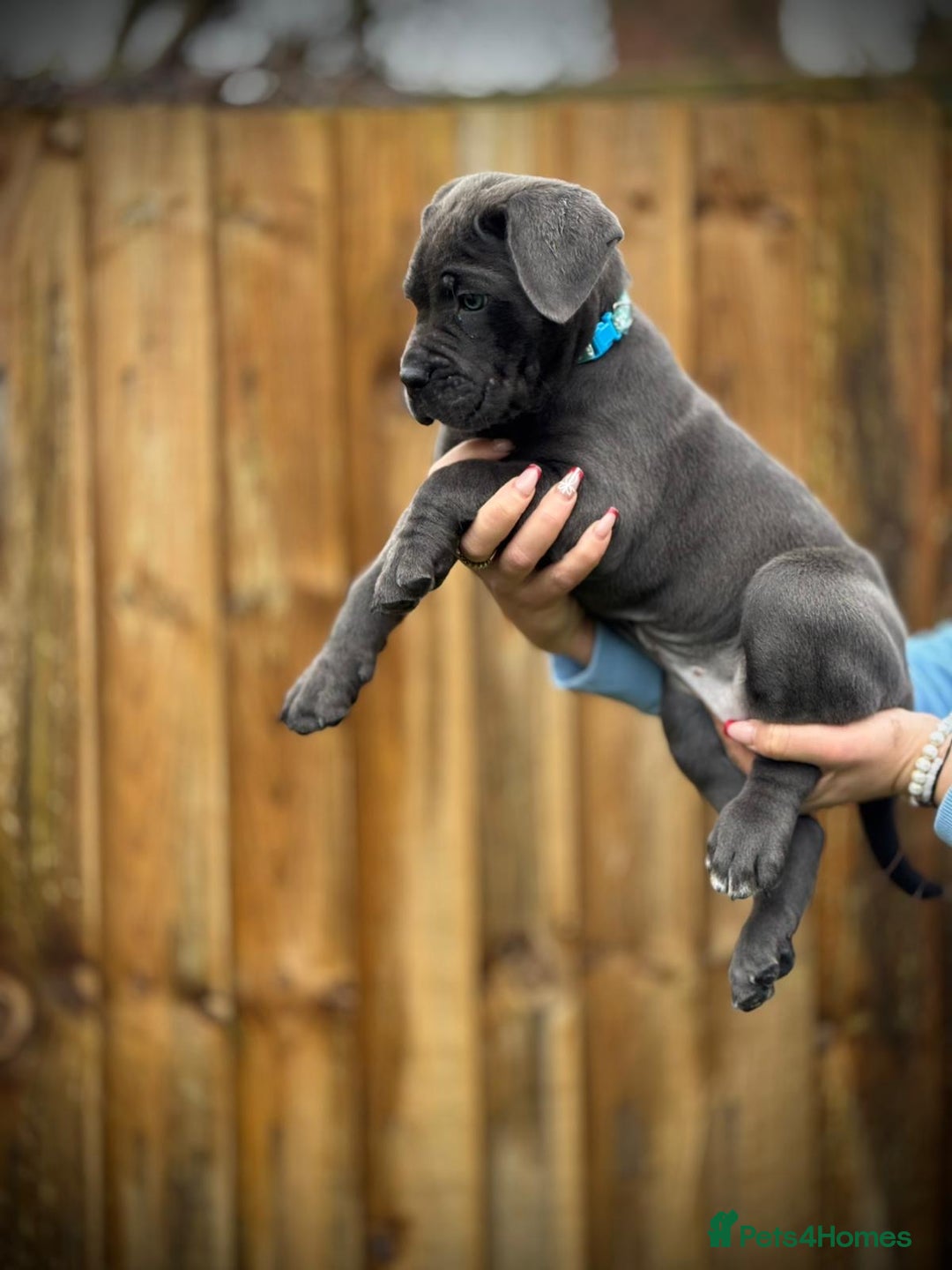 Cane Corso dogs for sale: Balestra Magica Corso IKC/FCI  - Advert 11