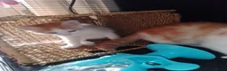 Mixed Breed cats for sale: Girl kitten  - Advert 5