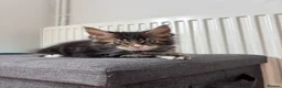 Maine Coon cats for sale: TICA Registered Maine Coon Kittens. Reserve please - Advert 15