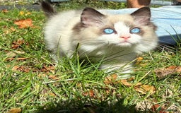 Ragdoll cats for sale: True Ragdoll nature 💛 ✨  - Image 3