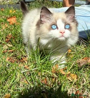 Ragdoll cats - Advert 1