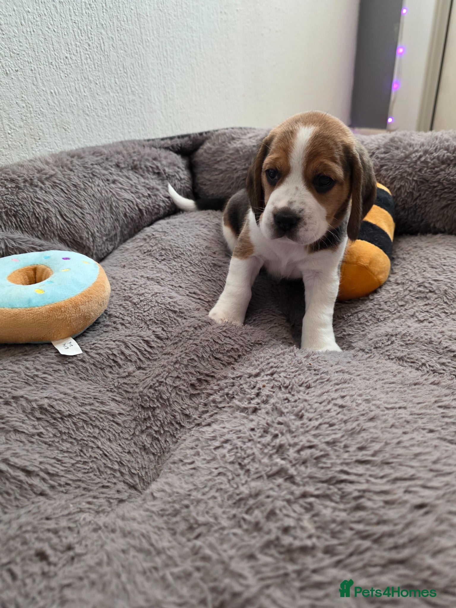 Beagle dogs for sale: Beagle puppies ready for love!! - Advert 14