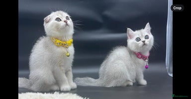 Scottish Fold cats - Advert 14