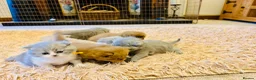 British Shorthair cats for sale: GCCF BSH Kitten  - 1 Blue Girl  - Advert 3