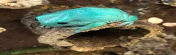 Frog reptiles for sale: X4 White Tree Frogs + 3ft Terrarium Full Setup - Advert 11