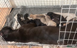 Cane Corso dogs for sale: Cane Corso Puppies for Sale - Image 14
