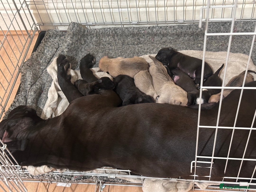 Cane Corso dogs for sale: Cane Corso Puppies for Sale - Image 14