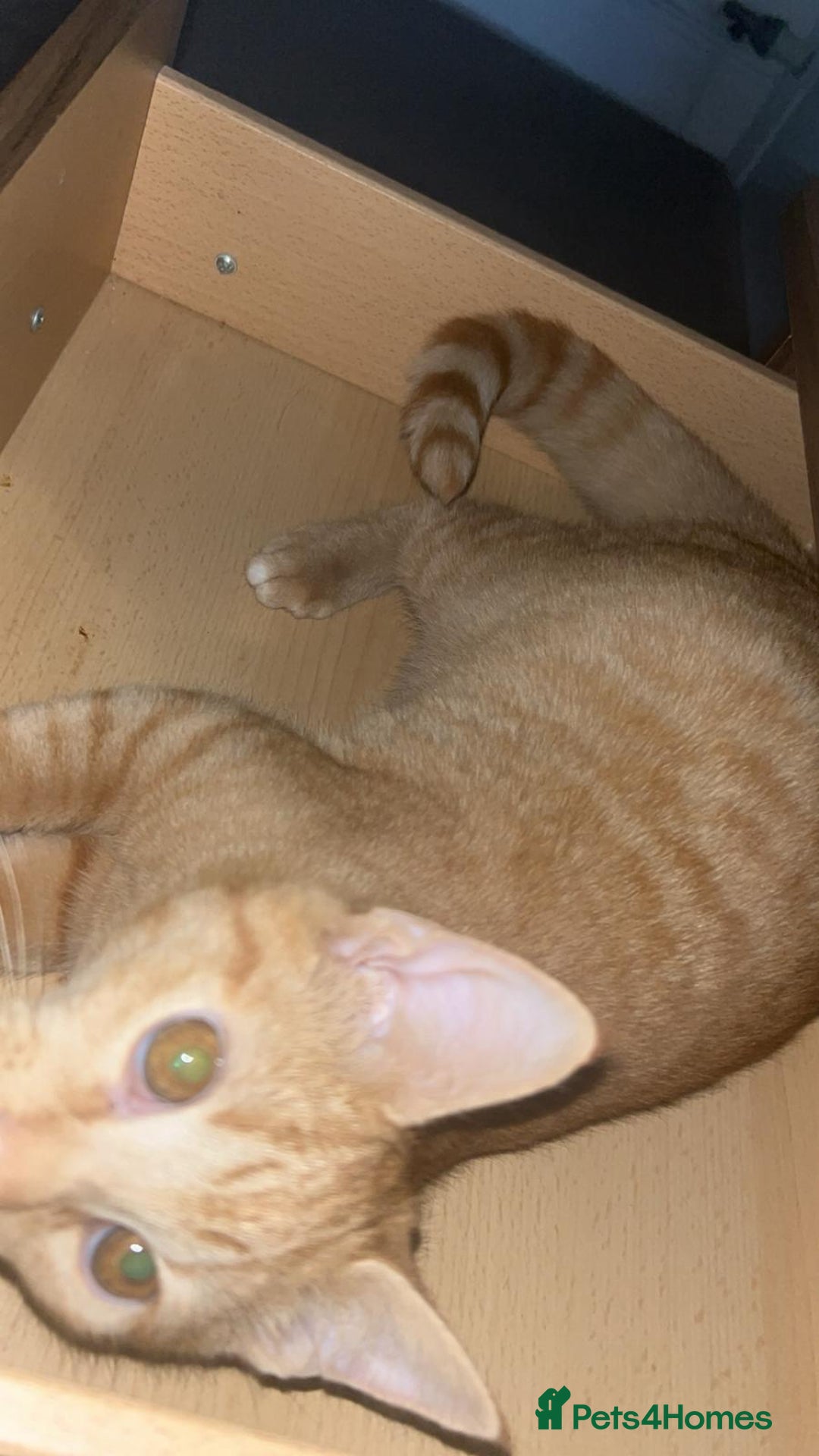 Mixed Breed cats for sale: Female and Male - Advert 7