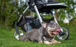 French Bulldog dogs for sale: Ruby-Roo - Image 1
