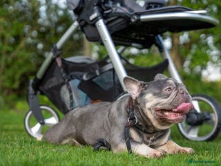 French Bulldog dogs Ruby-Roo - Advert 23