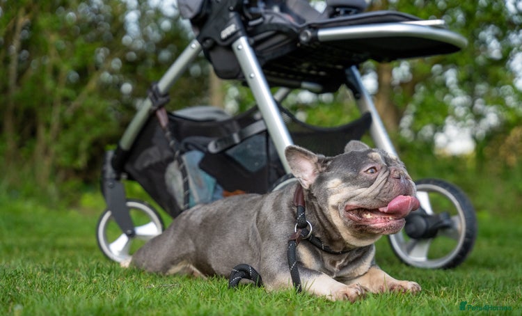 French Bulldog dogs Ruby-Roo - Advert 2