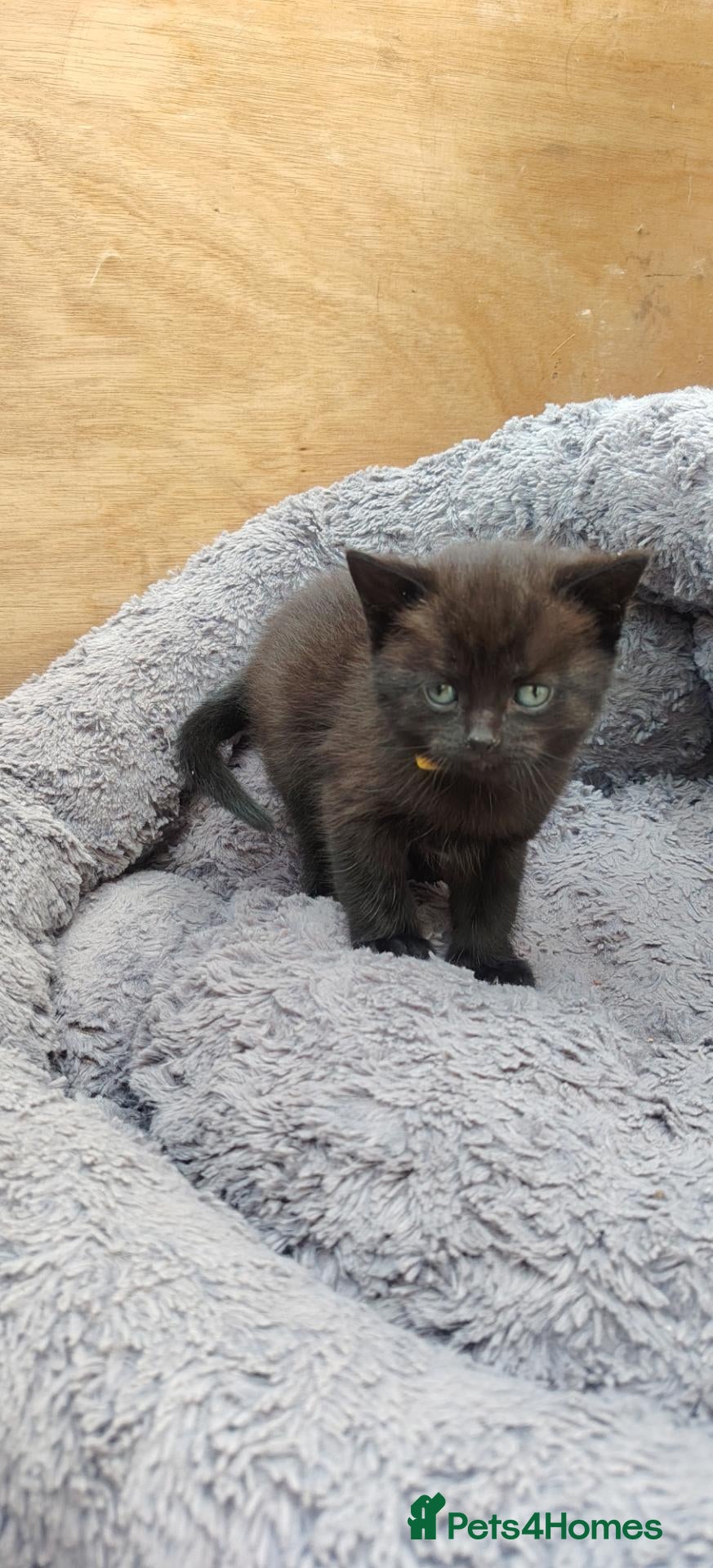 British Shorthair cats for sale: Two kittens seeking new loving homes - Advert 22