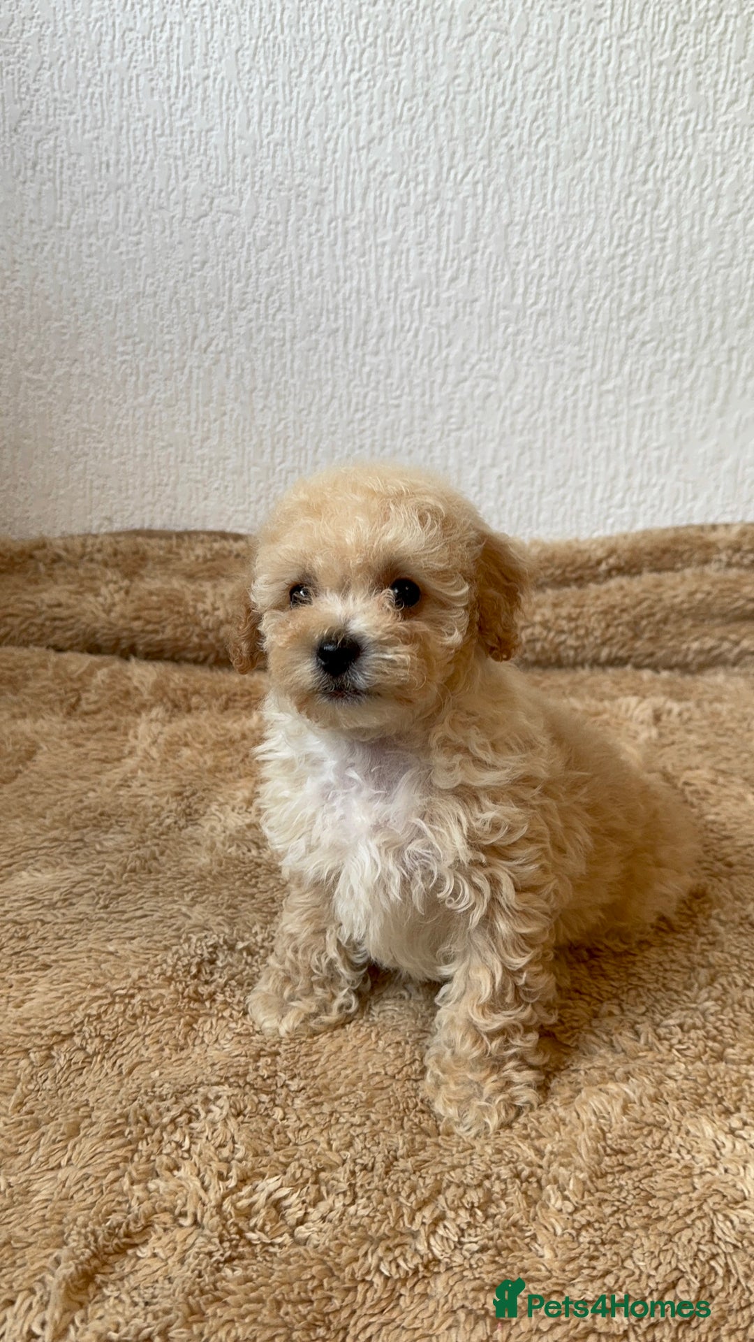 Poochon dogs for sale: Mini poochon  - Image 5