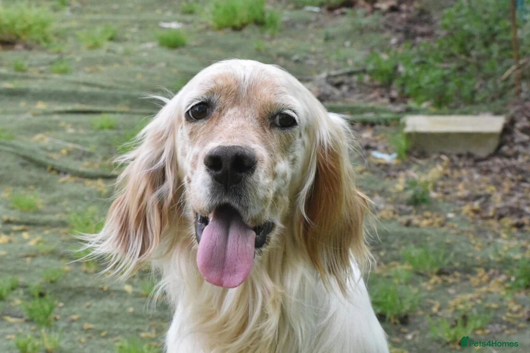 English Setter dogs for adoption: Angus in Newcastle upon Tyne - Advert 1