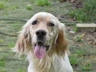 English Setter dogs Angus - Advert 11