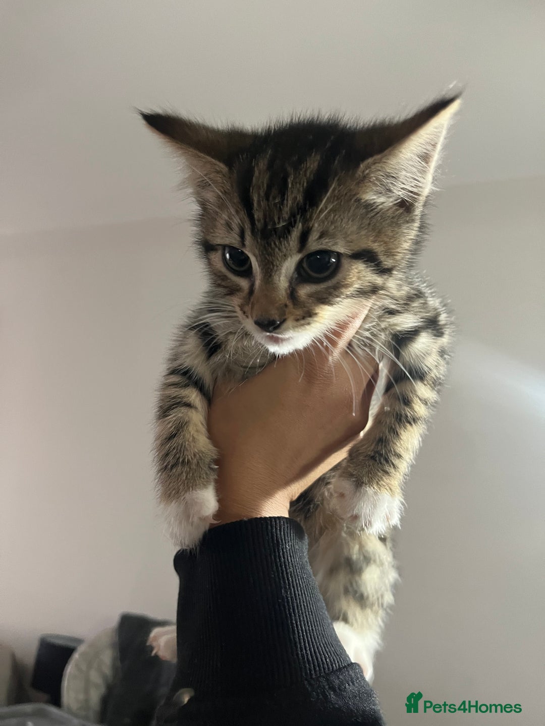 Bengal cats for sale: Two Purebred Bengal Kittens Male & Female  - Advert 3