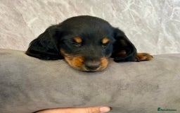 Miniature Dachshund dogs for sale: Miniature dachshund puppies  - Image 9