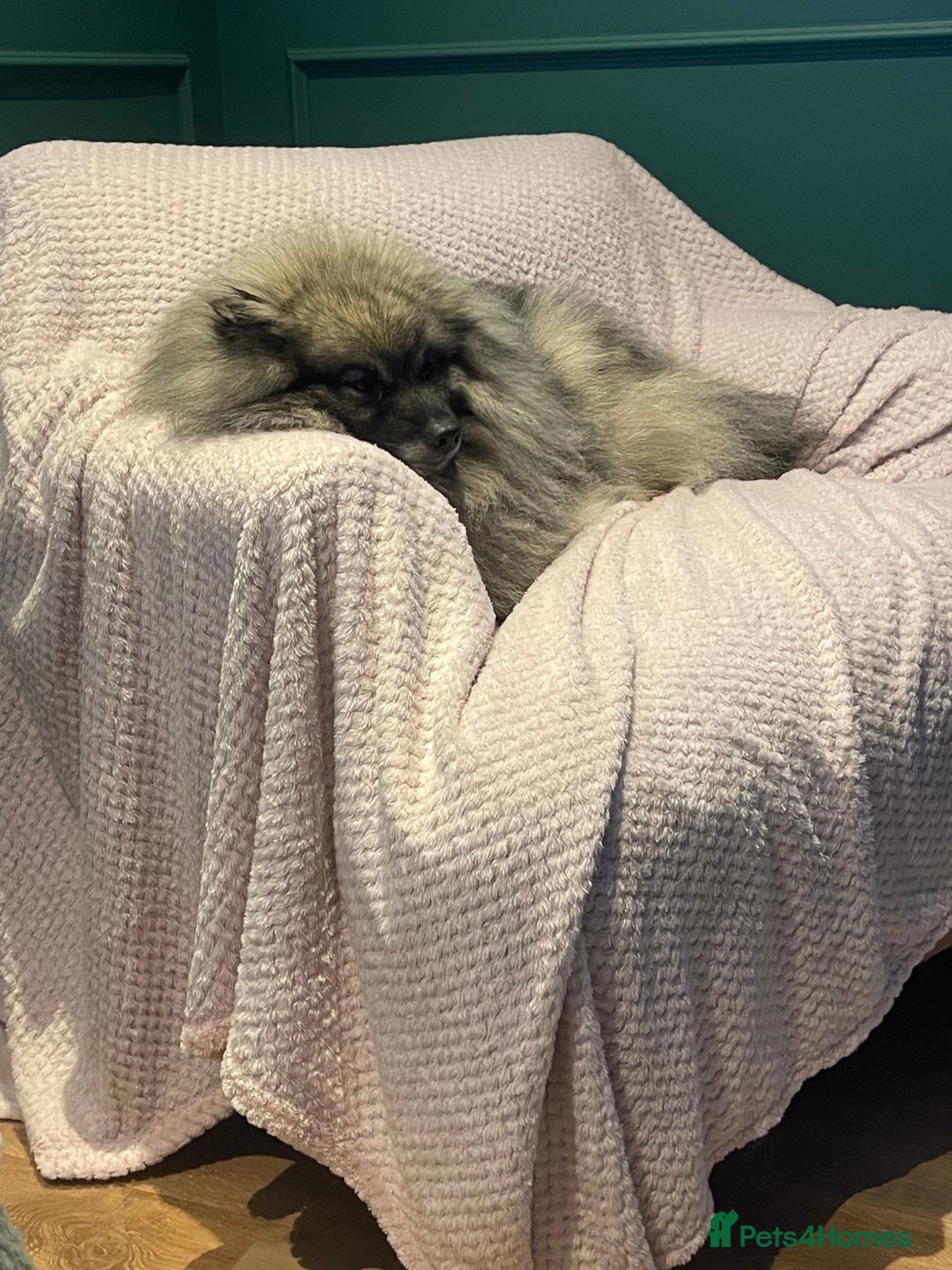 Keeshond dogs for sale: 3 Beautiful Male Keeshond Pups - Image 6