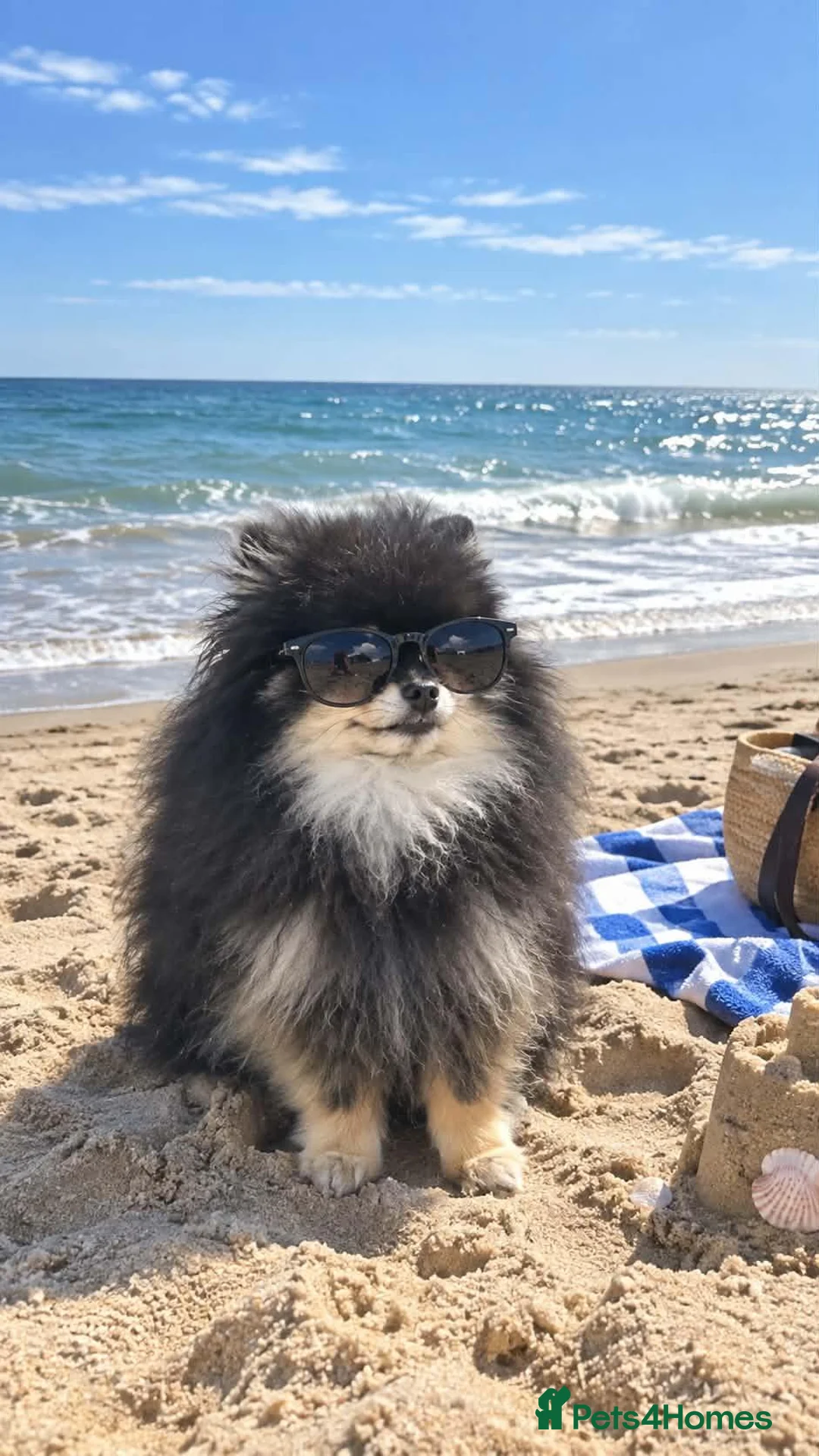Pomeranian dogs for stud: Very, very sexsy mini Pomeranian 🧸 boys for stud - Advert 2