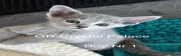 Russian Blue cats for sale: Full Pedigree American Champion Lines Russian Blue in Christchurch - Advert 16