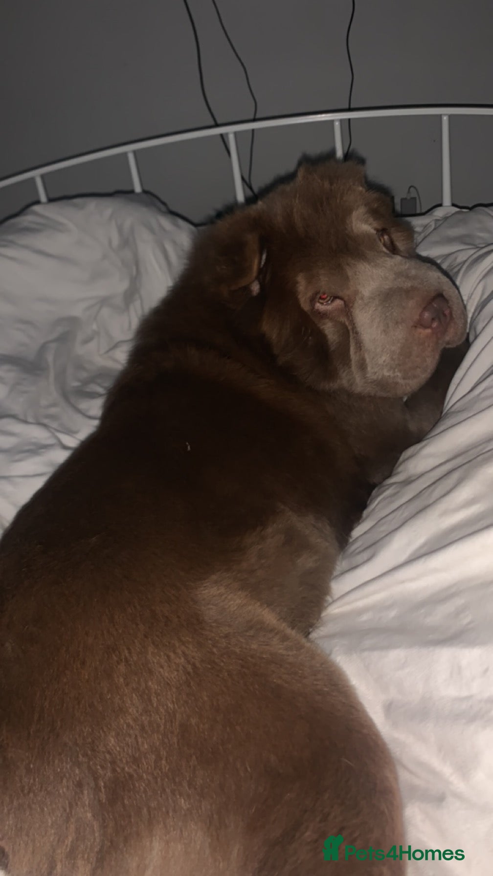 Shar Pei dogs 4  bearcoat shar pei puppies available  - Advert 2