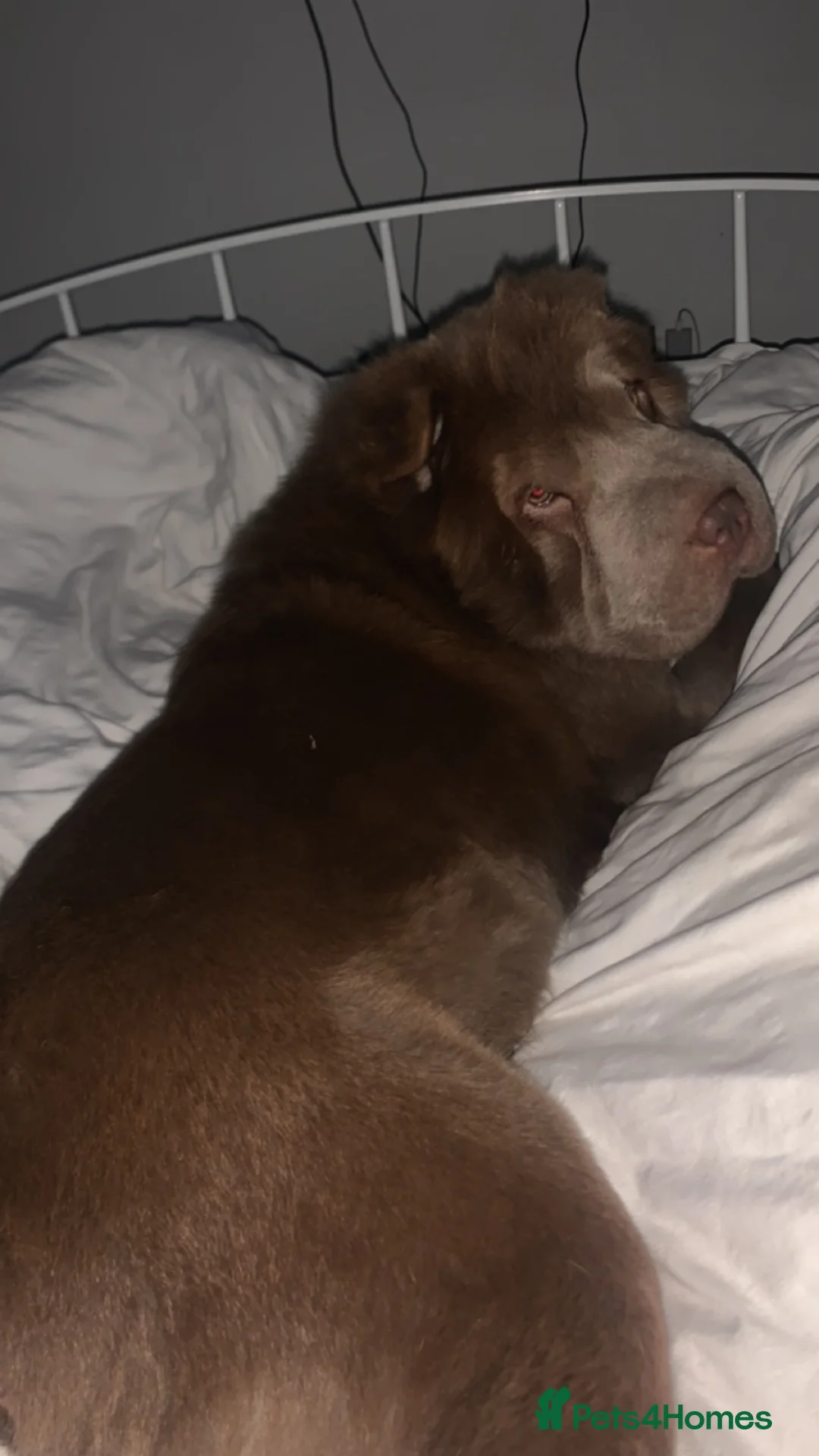 Shar Pei dogs for sale: 4  bearcoat shar pei puppies available  - Advert 2